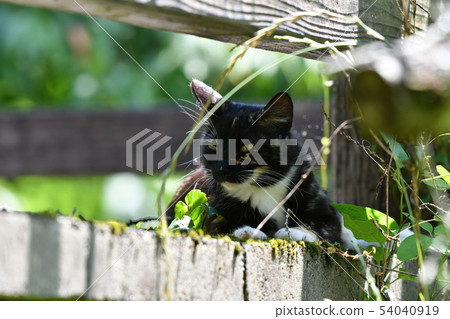 Cat · stray cat · rust pattern · black chan · female · postpartum · June · sunny · shade 54040919