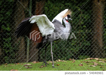 Black Crowned Crane, Balearica pavonina in the zoo 54040981