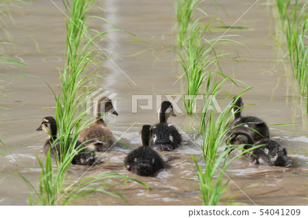 Farm farming method · June · sunny · Aiba · farming · worker Farm farming method · June · sunny · Aiba · farming · worker 54041209