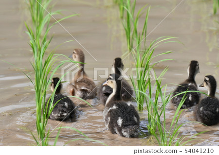 Farm farming method · June · sunny · Aiba · farming · worker 54041210