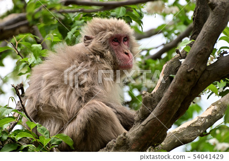 A monkey on a tree A monkey on a tree 54041429
