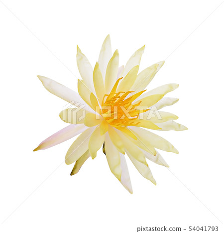 Yellow Lotus flower plants isolated on white Yellow Lotus flower plants isolated on white 54041793