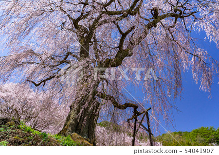 Weeping cherry blossoms of Katsuma Yakushido Nagano Prefecture Ina City Takato 54041907