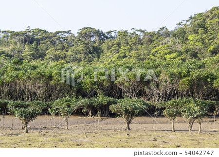 Landscape of Amami Oshima, virgin mangrove forest, mangrove forest, nature of Amami 54042747