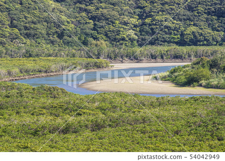 奄美大島紅樹林森林紅樹林奄美自然 奄美大島紅樹林森林紅樹林奄美自然 54042949
