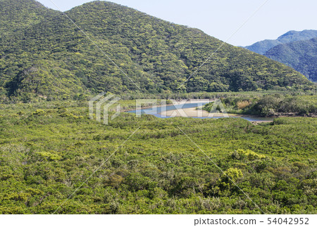 奄美大島紅樹林森林紅樹林奄美自然 奄美大島紅樹林森林紅樹林奄美自然 54042952