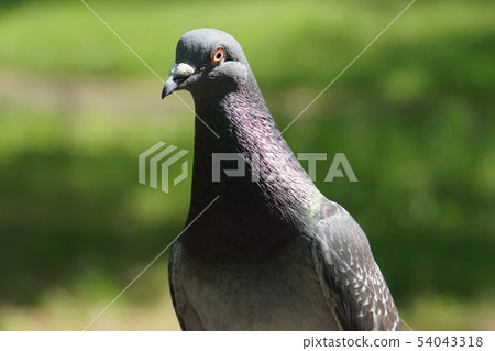 鴿子 54043318