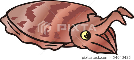 Sepia esculenta 54043425