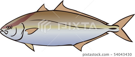 greater amberjack - Stock Illustration [54043430] - PIXTA