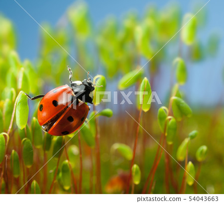 Ladybird going to fly 54043663