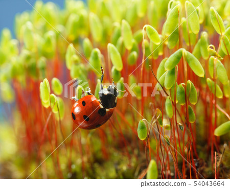 Ladybird on mossy forest floor Ladybird on mossy forest floor 54043664