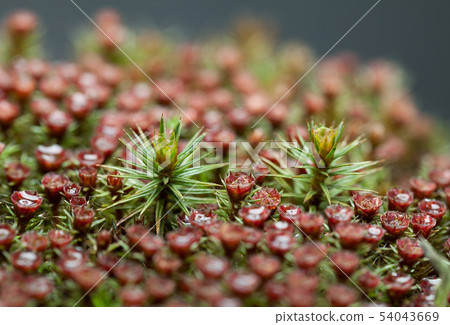 Red moss sporophyte 54043669