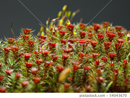 Red blooming moss Red blooming moss 54043670