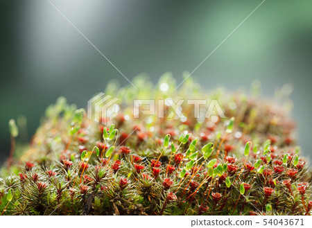 Moss mix 54043671