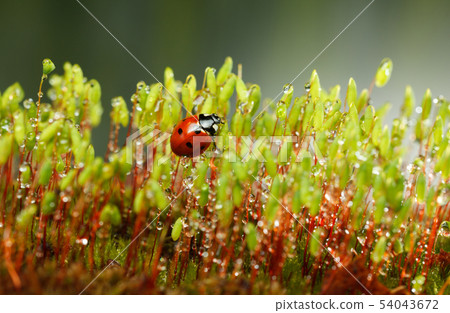 Ladybird climbed on moss stalks Ladybird climbed on moss stalks 54043672