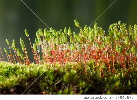 Moss with green spore capsules on red stalks 54043673