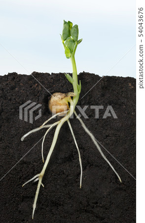 Growth of pea sprout at spring Growth of pea sprout at spring 54043676