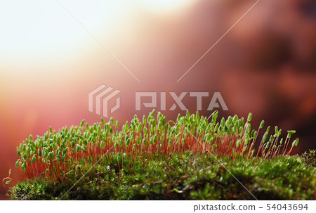 Evening sun over mossy mound 54043694