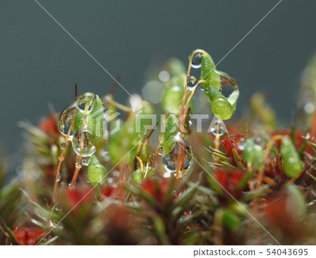 Rain and moss macro 54043695