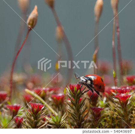 Ladybird climb on red blossom moss Ladybird climb on red blossom moss 54043697