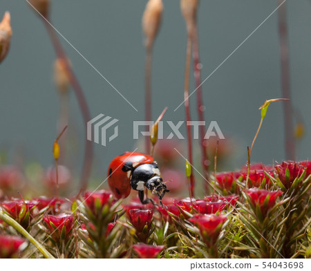 Red moss and lady-bug 54043698