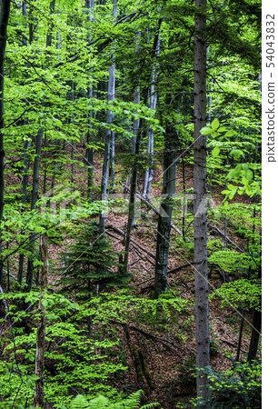 a deep forest a deep forest 54043832