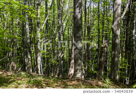 a deep forest a deep forest 54043839