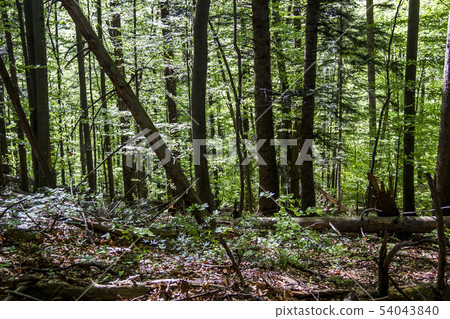 a deep forest a deep forest 54043840