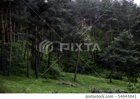 a pine forest a pine forest 54043841