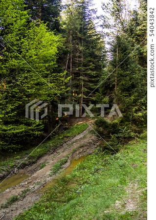 way in forest way in forest 54043842