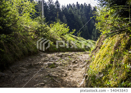 road in forest 54043843