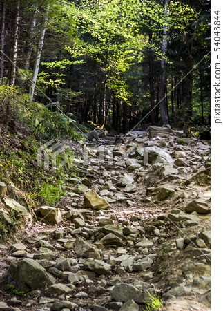 way in forest way in forest 54043844