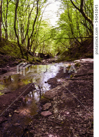 small forest river small forest river 54043845