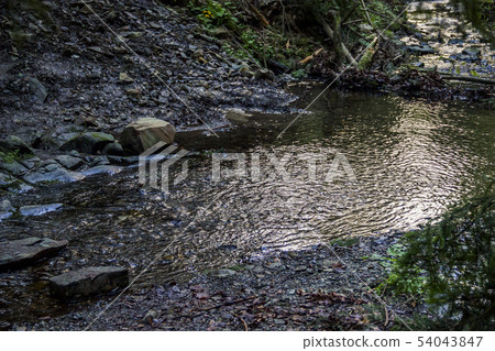 a forest river a forest river 54043847