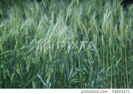 Harvested wheat field Harvested wheat field 54043872
