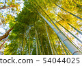  竹林 54044025