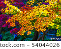 秋天的樹葉 54044026