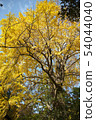 秋天的樹葉 54044040