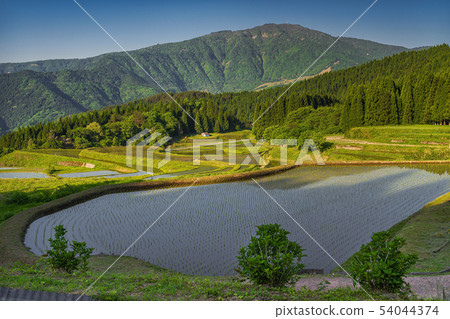 Summer scenery of Mt. Hyono and terraced rice terraces 54044374