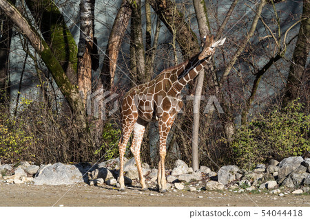 The giraffe, Giraffa camelopardalis is an African mammal The giraffe, Giraffa camelopardalis is an African mammal 54044418