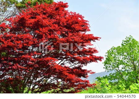 在北海道陽光明媚的北海道拍攝春天楓樹的風景 54044570