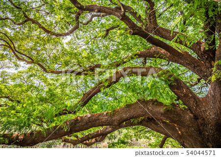 Giant green tree at Kanchanaburi or Big chamchuri  54044571