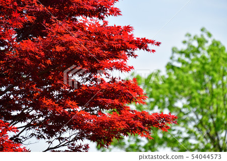 在北海道陽光明媚的北海道拍攝春天楓樹的風景 在北海道陽光明媚的北海道拍攝春天楓樹的風景 54044573