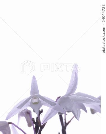 Ishibuchi orchid Ishibuchi orchid 54044728