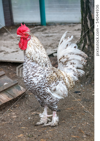 White and speckled rooster of a special breed with a bright red comb and spurs White and speckled rooster of a special breed with a bright red comb and spurs 54044936