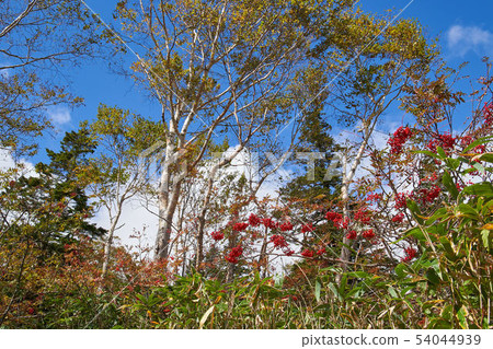 Oze和鴿子一側靠近山邊1700米 Oze和鴿子一側靠近山邊1700米 54044939