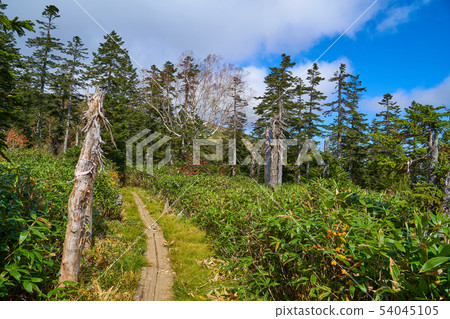 Autumn Oze Around 1900m of Mt. Shibutsu on the Hatomachi Pass side 54045105