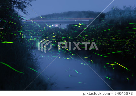 Fireflies in the fog 54045878