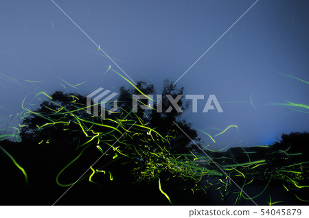 Fireflies in the fog 54045879