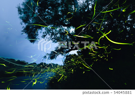 螢火蟲在霧中 54045881